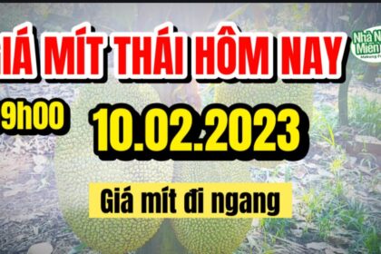 Thai jackfruit prices today