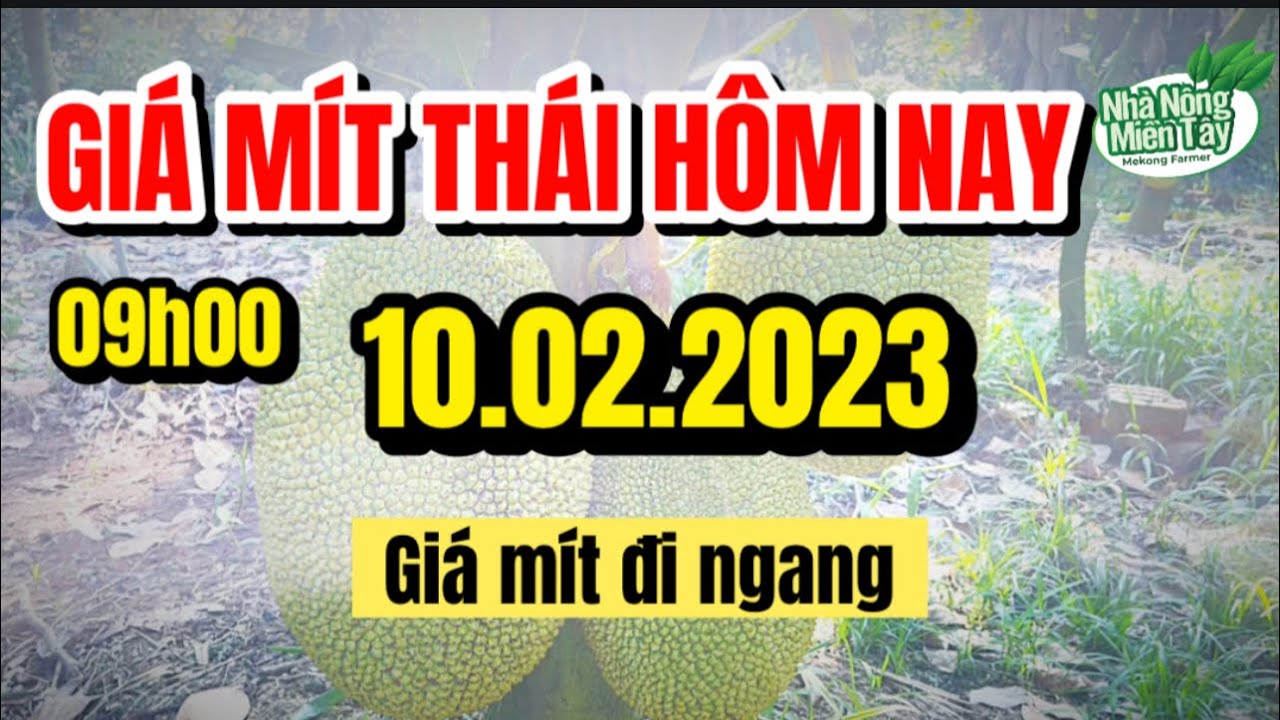 Thai jackfruit prices today
