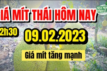 Thai jackfruit prices today