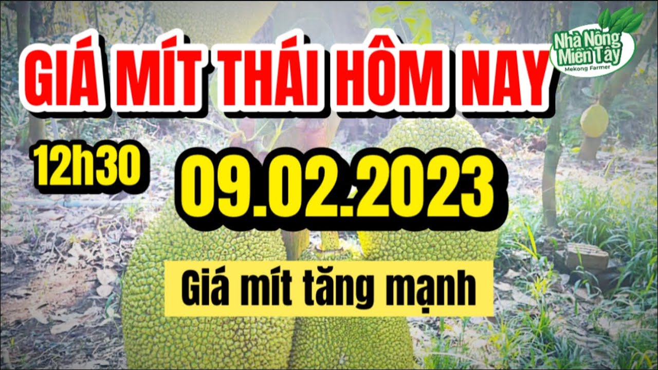 Thai jackfruit prices today