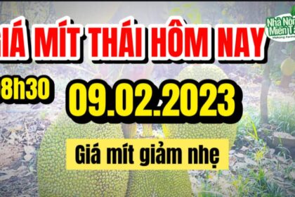Thai jackfruit prices today