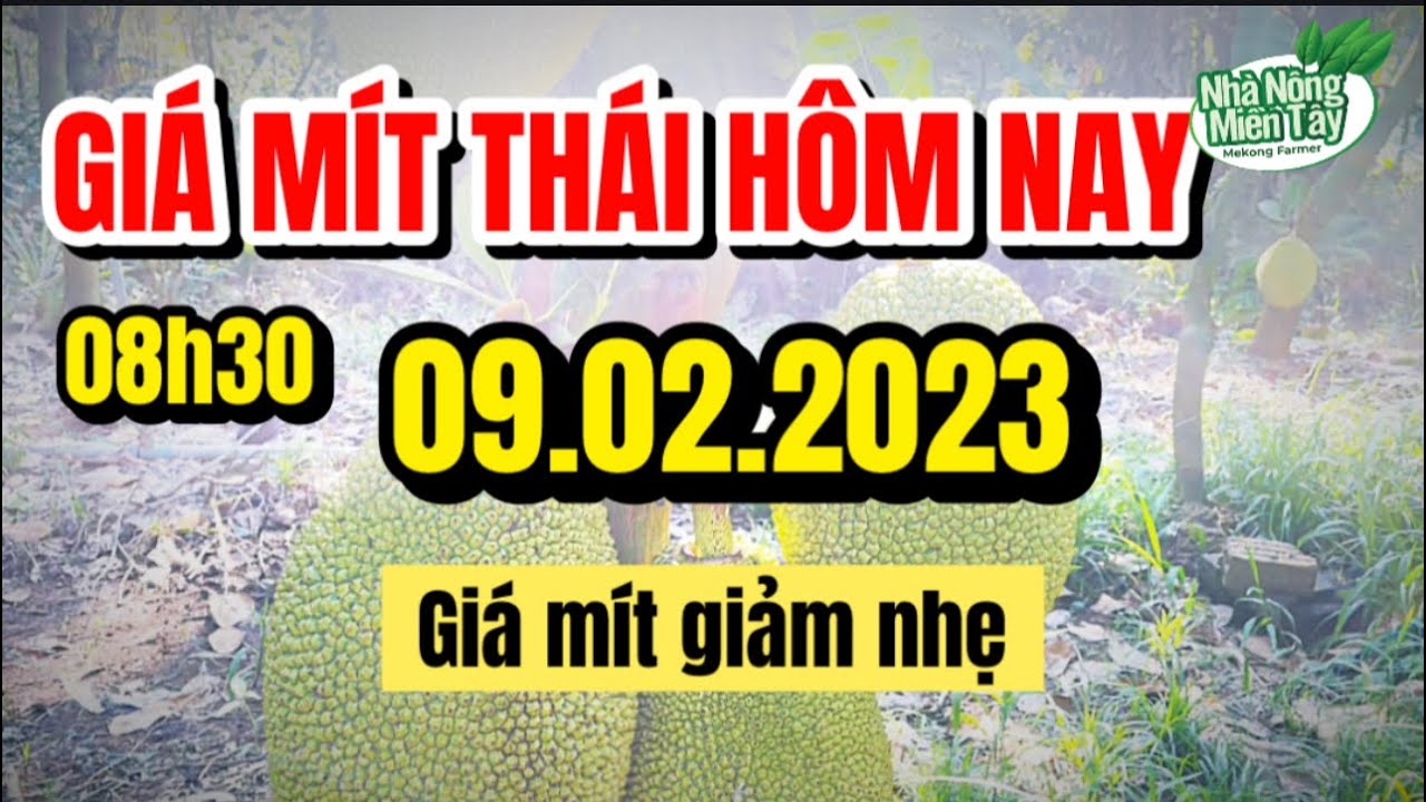 Thai jackfruit prices today