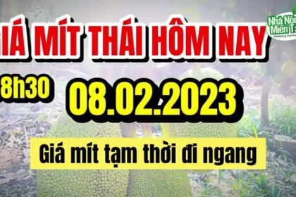 Thai jackfruit prices today