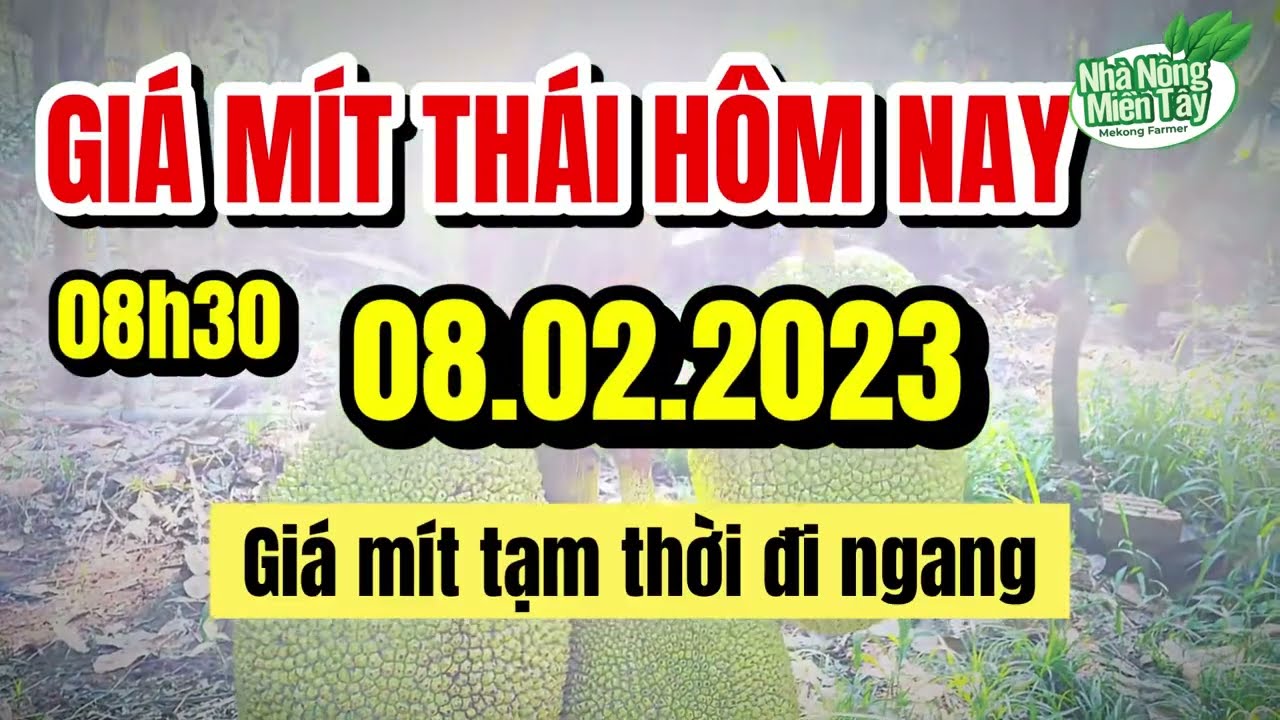 Thai jackfruit prices today