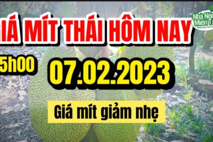 Thai jackfruit prices today
