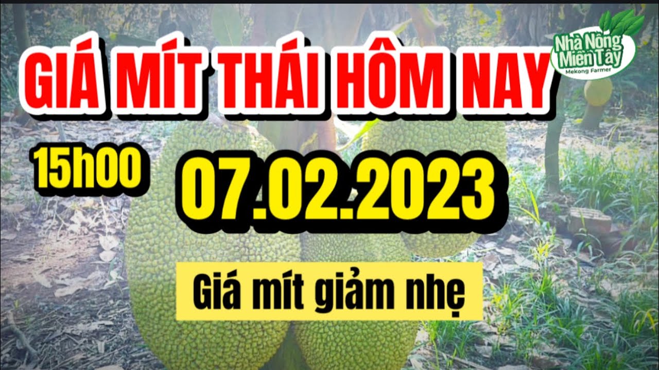 Thai jackfruit prices today