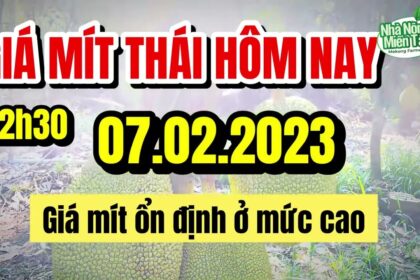 Thai jackfruit prices today