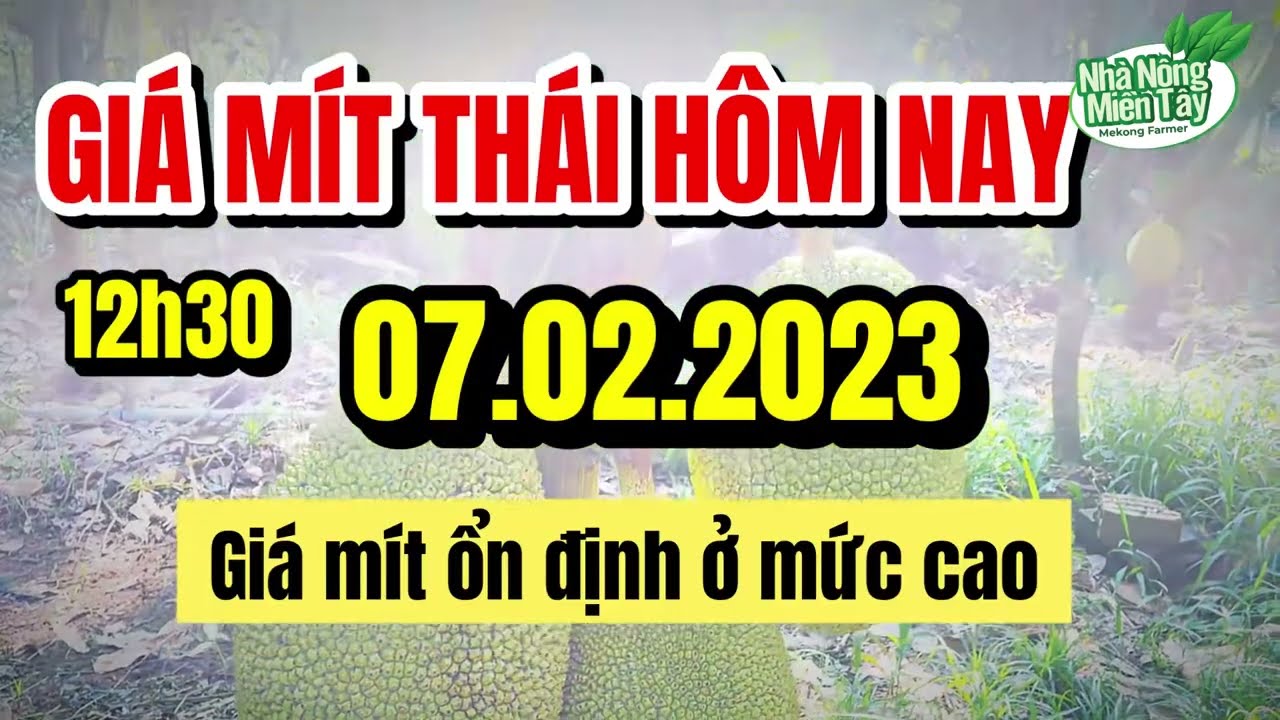 Thai jackfruit prices today