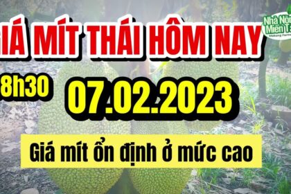Thai jackfruit prices today