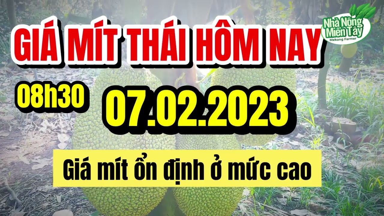 Thai jackfruit prices today