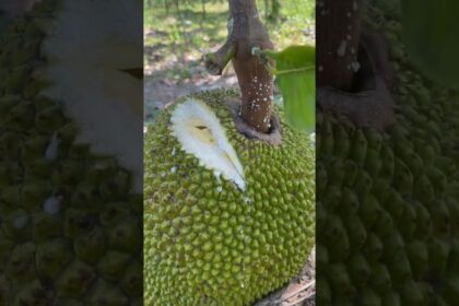 jackfruit farming