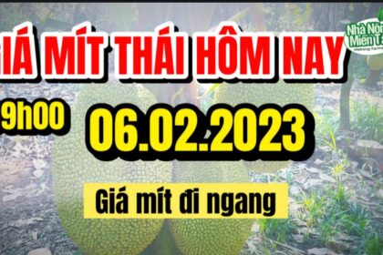 Thai jackfruit prices today