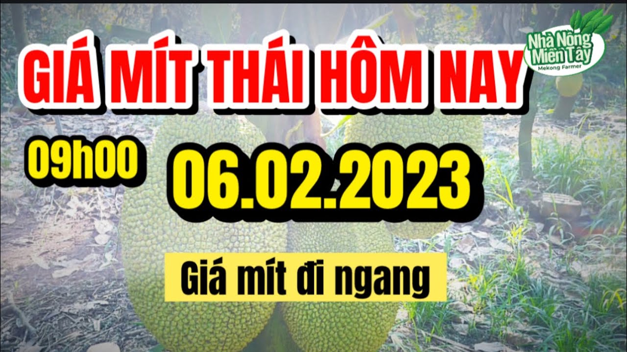 Thai jackfruit prices today