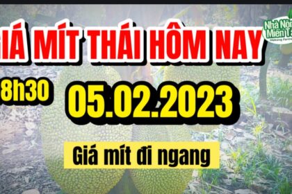 Thai jackfruit prices today