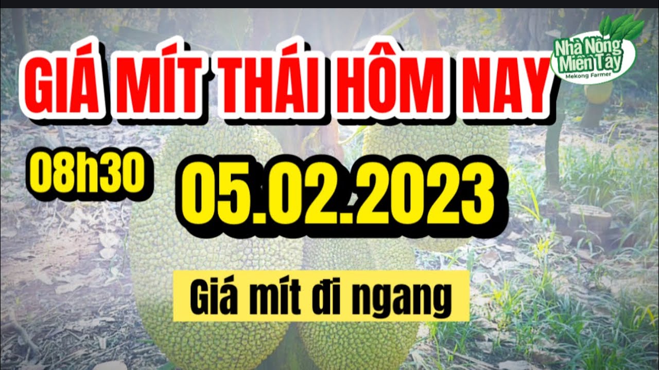 Thai jackfruit prices today