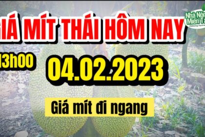 Thai jackfruit prices today