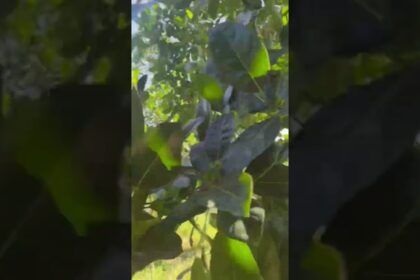 jackfruit farming