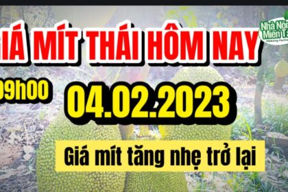 Thai jackfruit prices today