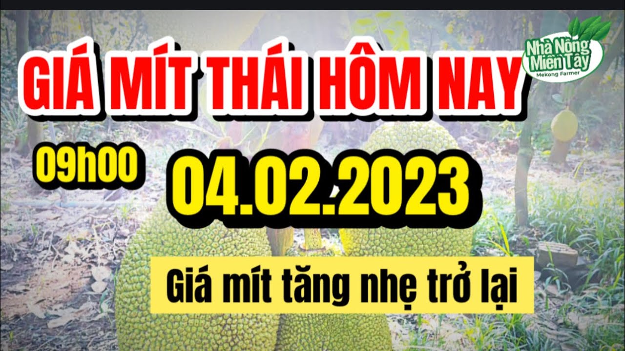 Thai jackfruit prices today