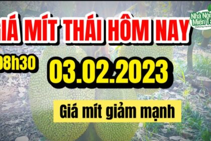 Thai jackfruit prices today