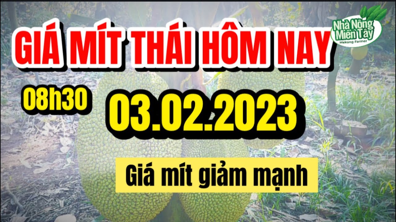 Thai jackfruit prices today