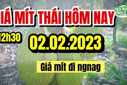 Thai jackfruit prices today