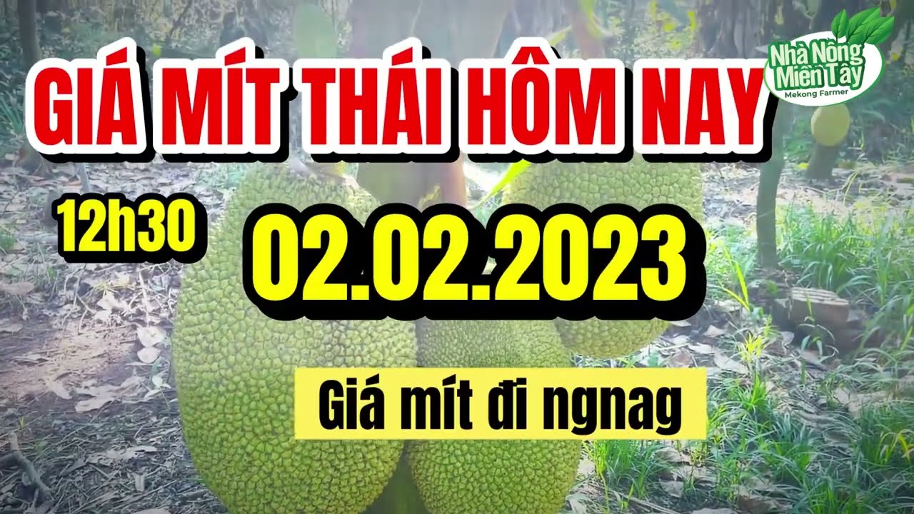 Thai jackfruit prices today