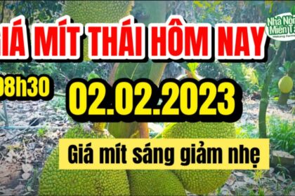 Thai jackfruit prices today
