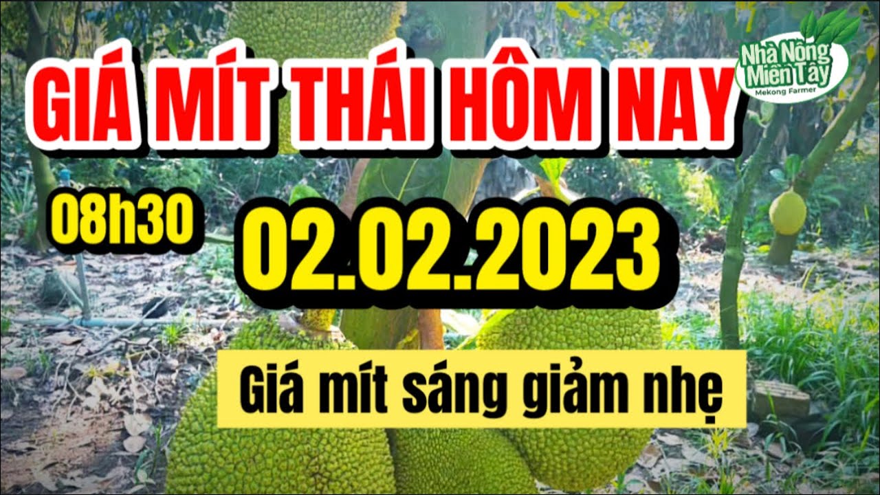 Thai jackfruit prices today