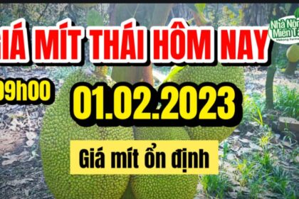 Thai jackfruit prices today