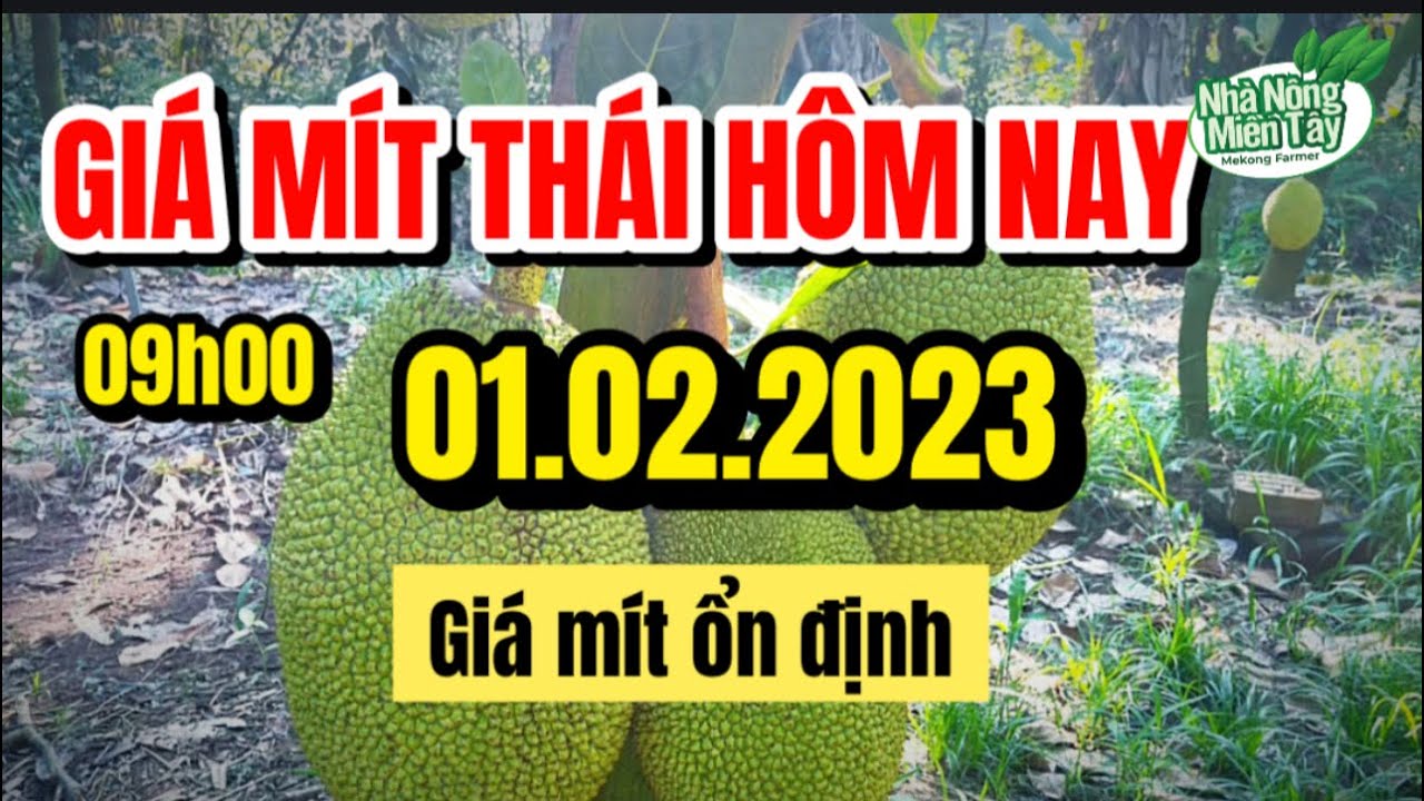 Thai jackfruit prices today