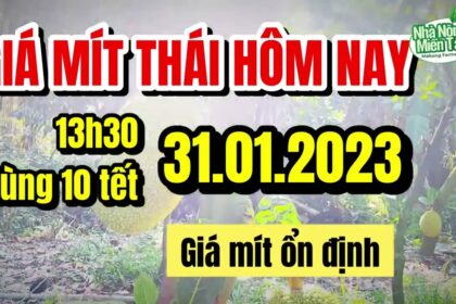 Thai jackfruit prices today