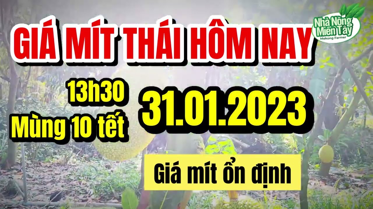 Thai jackfruit prices today