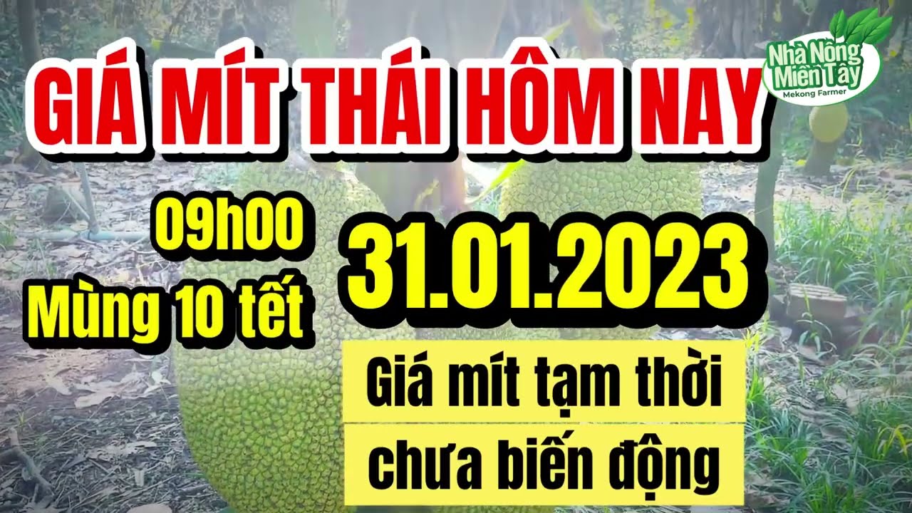 Thai jackfruit prices today
