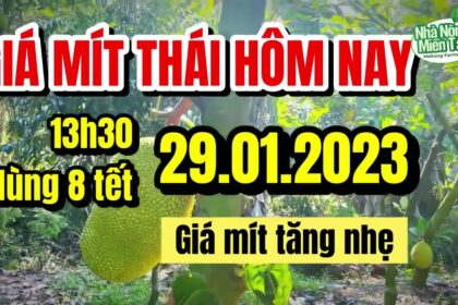 Thai jackfruit prices today