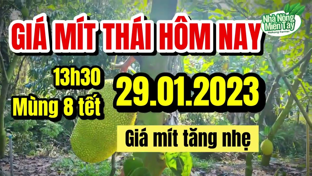 Thai jackfruit prices today