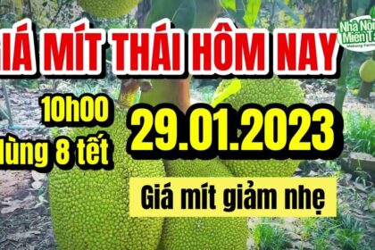 Thai jackfruit prices today