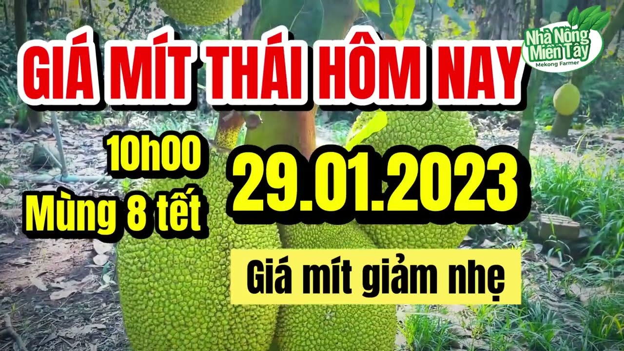 Thai jackfruit prices today