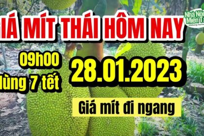 Thai jackfruit prices today