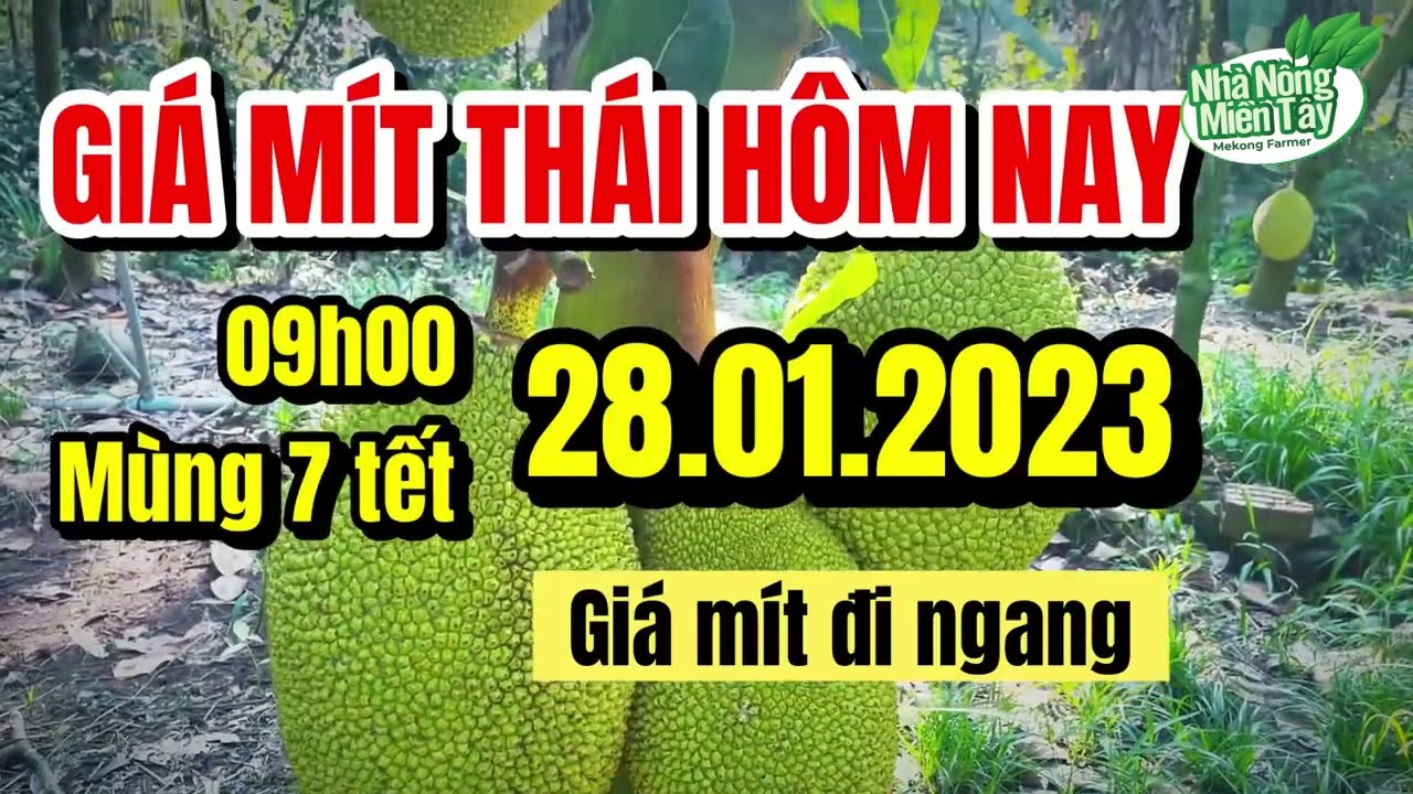 Thai jackfruit prices today
