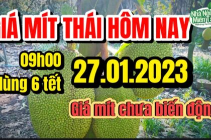 Thai jackfruit prices today