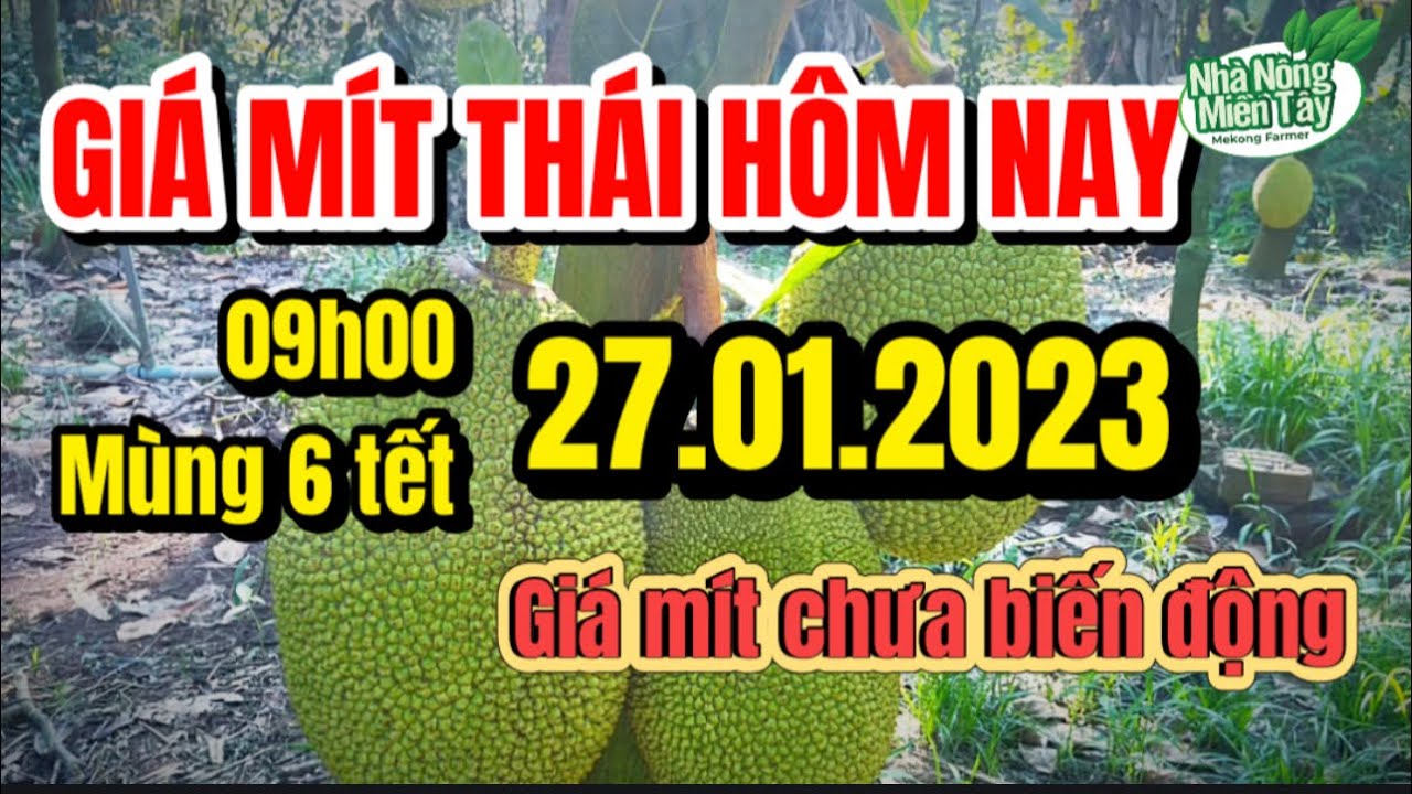 Thai jackfruit prices today
