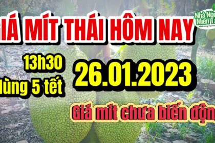Thai jackfruit prices today