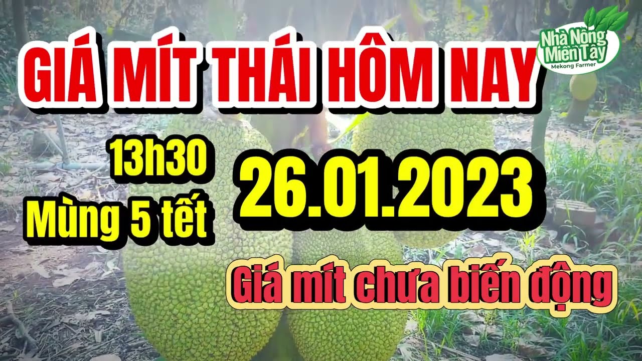 Thai jackfruit prices today