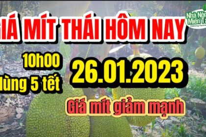 Thai jackfruit prices today