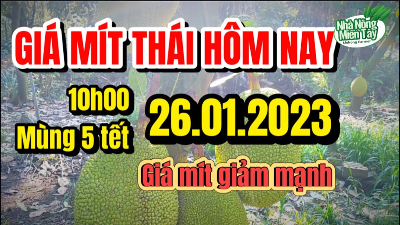 Thai jackfruit prices today