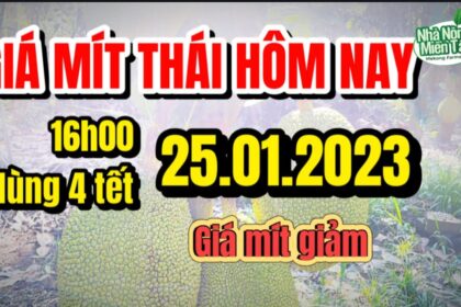Thai jackfruit prices today