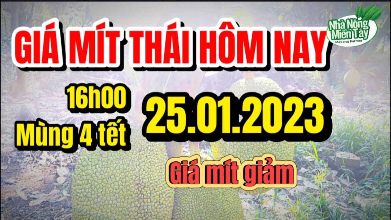 Thai jackfruit prices today
