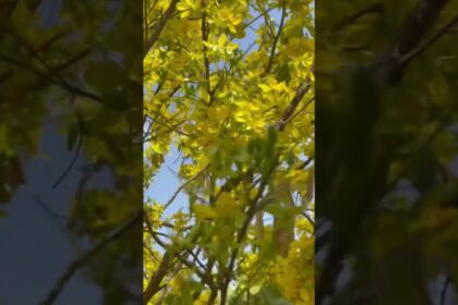 golden apricot blossom