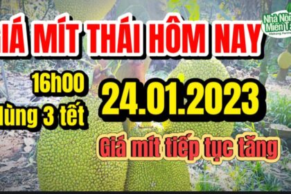 Thai jackfruit prices today
